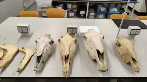 Imagen 1 de Identificada en el Penedès la mula más antigua de Europa occidental