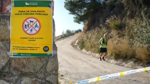 Imagen 1 de Catalunya prohíbe acceder a los parques naturales, bosques y ríos de 91 municipios por el brote de peste porcina