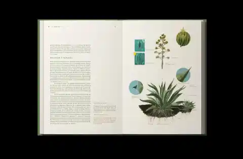 Imagen 1 de La editorial Novo presenta en la FIL su cuarta publicación: ‘¡Que viva el pulque!’