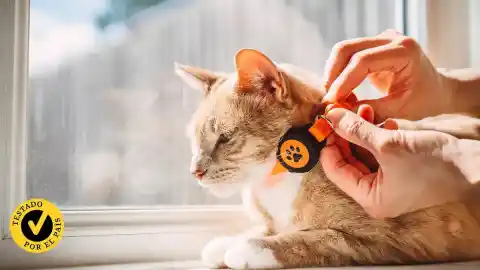Imagen 1 de Pruebo varios collares GPS para gatos y te digo cuál comprar