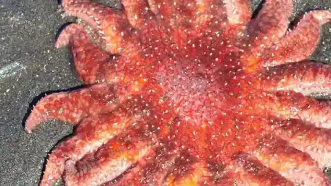 Imagen 1 de El hallazgo que impedirá la extinción de las estrellas de mar en California