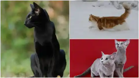 Imagen 1 de Los gatos de climas extremos: las razas que nacieron adaptadas a soportar mucho frío o mucho calor