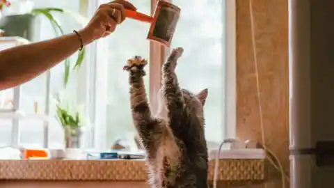 Imagen 1 de Bolas de pelo en gatos: cuándo preocuparse y cómo prevenirlas de verdad