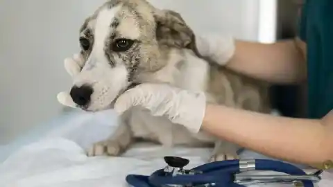 Imagen 1 de Coherencia, compasión... Qué debemos esperar de un buen veterinario