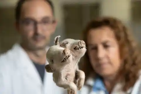 Imagen 1 de Monstruosidades invisibles