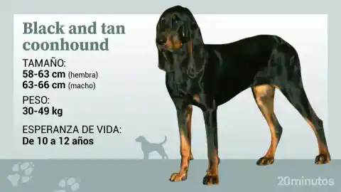 Imagen 1 de El 'black and tan' coonhound, un sabueso que nació para sobrevivir a las noches en los Apalaches