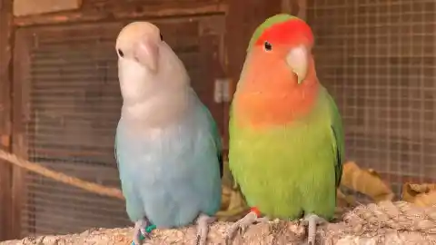 Imagen 1 de La agresividad en loros no es un problema… hasta que la ignoramos