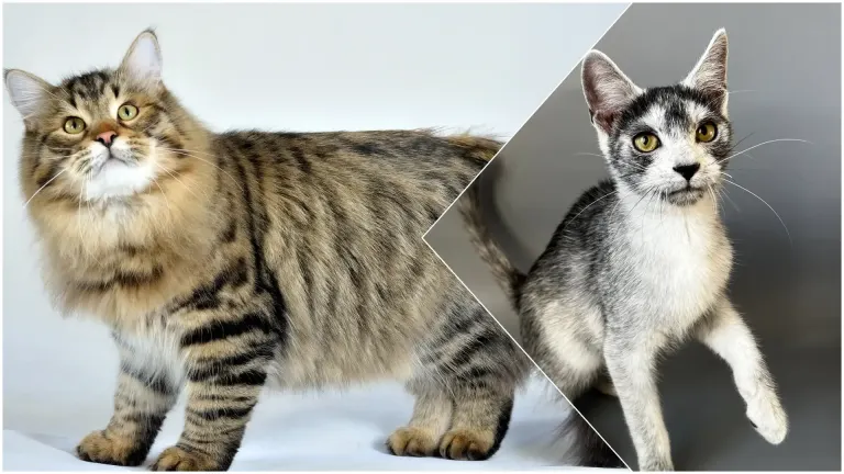 Imagen 1 de Las razas felinas que fueron moldeadas por guerras, migraciones y fronteras cambiantes