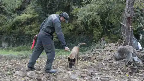 Imagen 1 de La peste porcina no ha salido de la zona del brote: se logra el "objetivo de contención" tras nueve días de rastreo y 13 jabalíes infectados