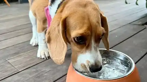Imagen 1 de El aviso de los veterinarios sobre tu perro y cómo debe beber agua en invierno