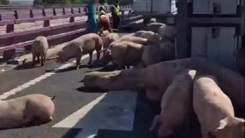 Imagen 1 de El vuelco de un camión lleno de cerdos vivos deja a los animales sueltos en Segovia