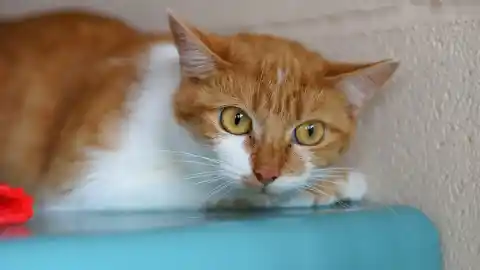 Imagen 1 de Cómo ayudar a un gato asustado: las claves para entender su miedo y acompañarlo con seguridad