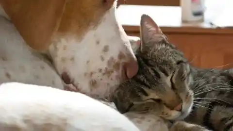 Imagen 1 de La ciencia confirma que los perros viven más y mejor cuando comparten su vida con otros animales