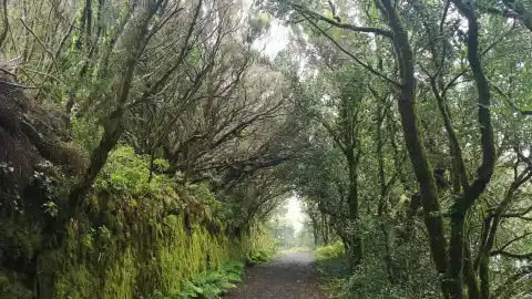 Imagen 1 de El Bosque de los Enigmas: una ruta fácil entre niebla, laurisilva y árboles caídos para hacer en familia