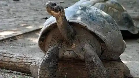 Imagen 1 de Científicos rinden homenaje a Shakira con el descubrimiento de una tortuga fósil única