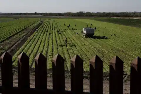 Imagen 1 de Trump aprueba un rescate de 12.000 millones de dólares para los agricultores golpeados por los aranceles