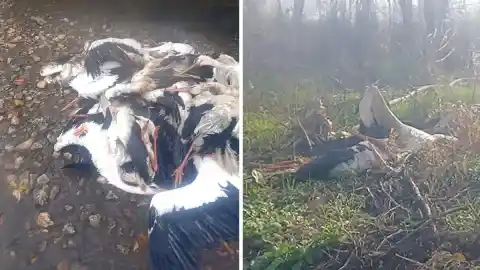 Imagen 1 de Un brote no declarado de gripe aviar deja cientos de cigüeñas muertas en el Manzanares