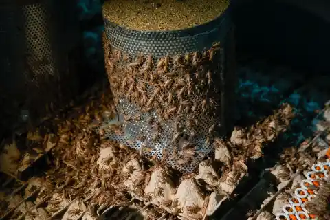 Imagen 1 de La apuesta de una fábrica de Barcelona por introducir el grillo en el, todavía reticente, paladar español