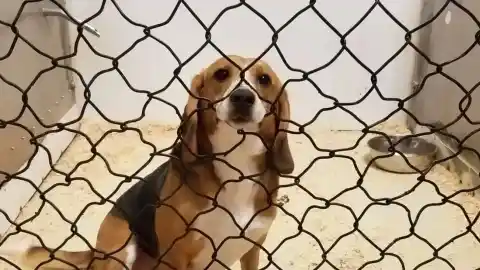 Imagen 1 de Perros de laboratorio en Estados Unidos: cierres de criaderos y cambios en la investigación