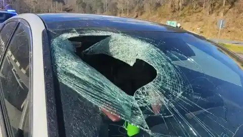 Imagen 1 de El insólito accidente de un coche en EEUU: "Un águila ha dejado caer un gato sobre mi parabrisas"