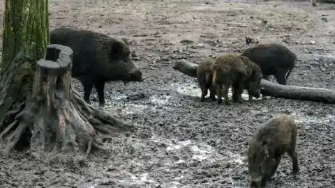 Imagen 1 de Los camioneros exigen al conseller de Agricultura disculpas por ponerles en el foco de la peste porcina con la teoría del bocadillo