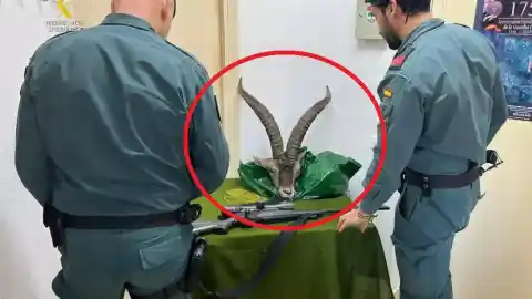 Imagen 1 de Investigados dos cazadores por matar a un macho de cabra montés, cortarle la cabeza y dejar el cuerpo