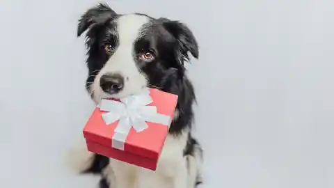 Imagen 1 de Regalar animales en Navidad: estafas, malas prácticas y consecuencias legales si abandonas