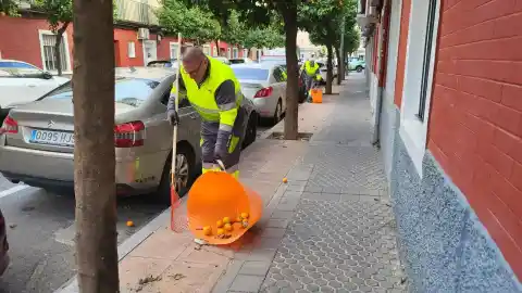 Imagen 1 de Activado un plan especial para reforzar el desbroce, la retirada de naranjas y la recogida de basura