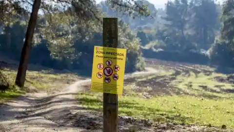 Imagen 1 de Los expertos de la UE indagarán también el origen de la peste porcina