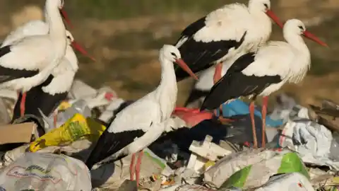 Imagen 1 de Se investiga un nuevo foco de gripe aviar en la zona de Getafe después de hallarse varias cigüeñas muertas