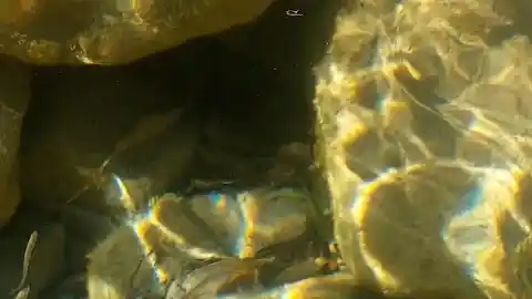 Imagen 1 de Reto visual: ¿Cuántos peces ves en 30 segundos?