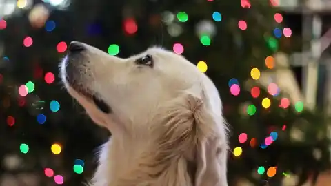 Imagen 1 de Plantas navideñas que pueden ser peligrosas para tu perro: cómo decorar con seguridad estas fiestas