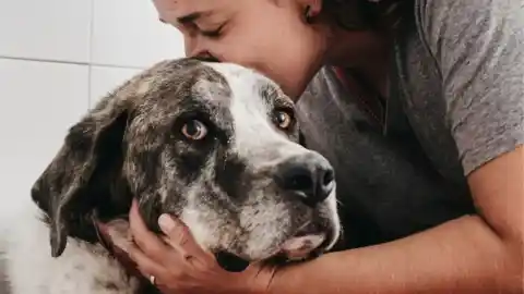 Imagen 1 de Un estudio revela que 9 de cada 10 trabajadores en perreras sufren estrés traumático secundario