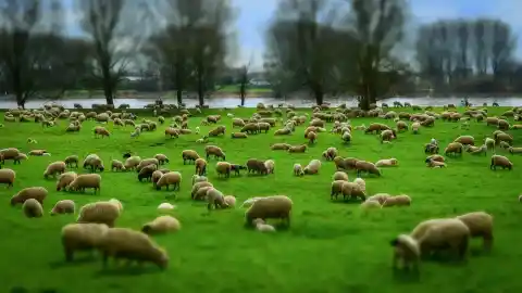 Imagen 1 de Por qué la Unión Europea aún no llega donde la ciudadanía reclama en bienestar animal