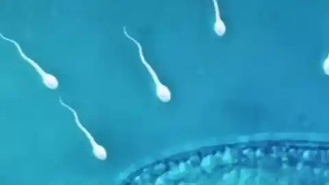 Imagen 1 de Escándalo en la reproducción asistida: un donante con una mutación cancerígena concibió 197 hijos por toda Europa