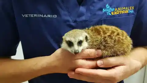 Imagen 1 de Los humanos, entre los suricatos y los castores en el 'ranking' de la monogamia