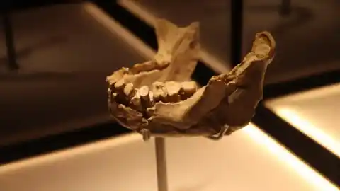 Imagen 1 de Trasladan la 'mandíbula de Banyoles', del primer sapiens de Europa, de la farmacia Alsius hasta el nuevo Museo Arqueológico