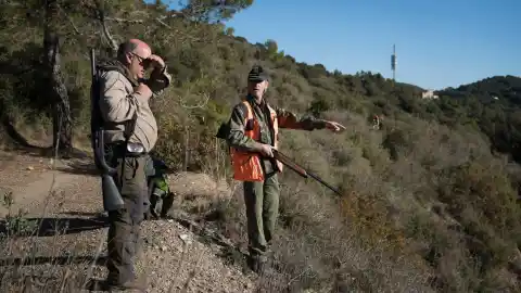 Imagen 1 de Cataluña quiere eliminar 60.000 jabalíes tras el brote de peste porcina africana