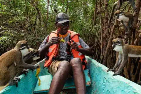 Imagen 1 de De comerse el mono a comer gracias al mono en Costa de Marfil: el milagro de Nero Mer