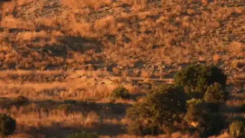 Imagen 1 de Reto visual: ¿Puedes encontrar al aguilucho en menos de 30 segundos?