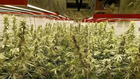 Imagen 1 de Cae una banda de cultivo marihuana 'indoor' que operaba en seis chalés de lujo de Sant Pol y Lloret