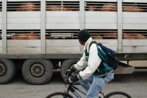 Imagen 1 de El Govern aprueba un ERTE para 458 trabajadores de mataderos de Osona (Barcelona) por la crisis de la peste porcina africana