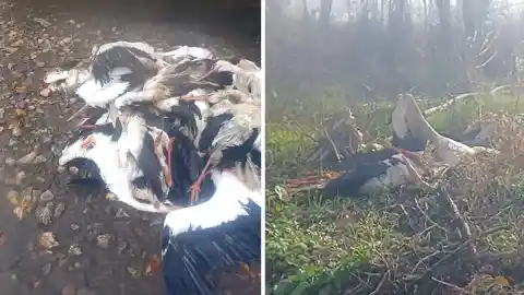 Imagen 1 de Los análisis de las cigüeñas muertas en Getafe confirman que se trata de un brote de gripe aviar de alta patogenicidad