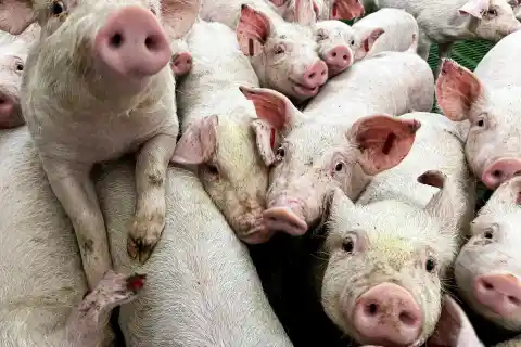 Imagen 1 de El precio del cerdo vuelve a desplomarse por tercera vez desde la detección del brote de peste en Cataluña