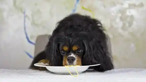 Imagen 1 de Pasta, fideos y arroz: lo que dice un experto veterinario sobre dar estos hidratos a tu perro
