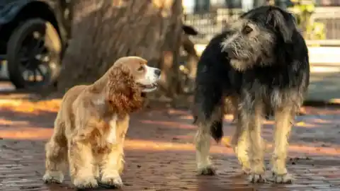 Imagen 1 de Los nombres más populares para perros en Estados Unidos en 2025