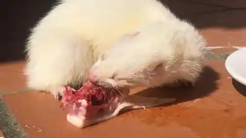 Imagen 1 de Cómo saber si tu hurón se está alimentando bien: claves para interpretar lo que nos dice su cuerpo