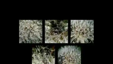 Imagen 1 de La belleza artística del rocío