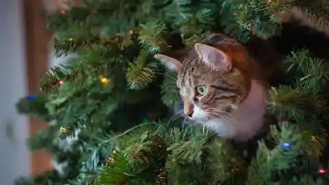 Imagen 1 de Cómo evitar que tu gato destruya el árbol: trucos para mantenerlo lejos de la decoración