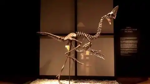 Imagen 1 de Subastan por 3,9 millones de euros uno de los esqueletos de dinosaurio más completos jamás hallados